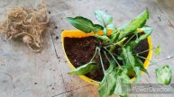 Just see what happened to my Syngonium