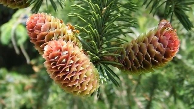 Picea sitchensis