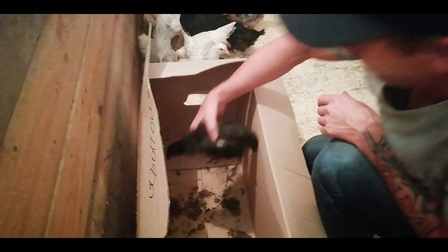 ЗАВОЗ НОВЫХ КУРОЧЕК и БРОЙЛЕРОВ