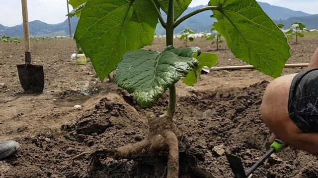 Formarea radacinilor la copacii de paulownia