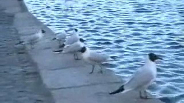 ЧАЙКИ НА ФОНТАНКЕ