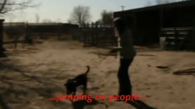 Kai's First day in training - Foster Dog - Sit Means Sit - Reno area