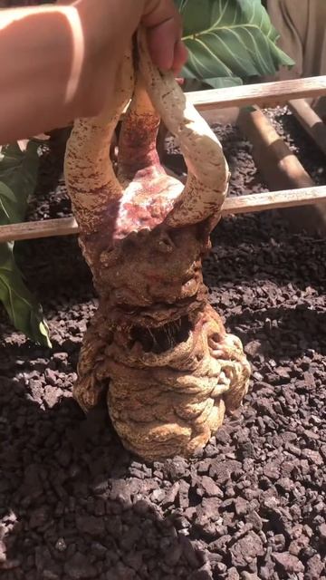 Mandragora