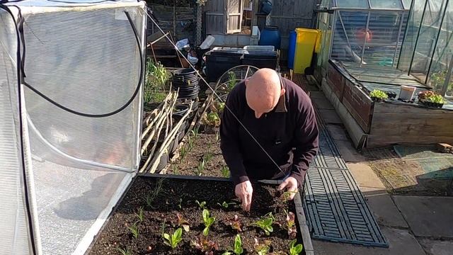 🌻227  🌻 POTTING ON TOMATOES & PEPPERS🌻 PLANTING VEGEPOD 🌻