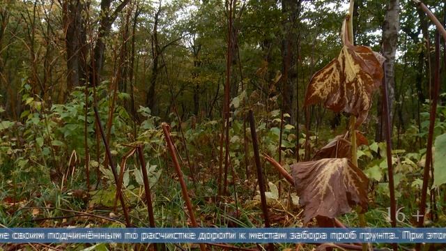 17.02.2025 Окончено расследование уголовного дела о повреждении лесных насаждений на 6,6 млн рублей
