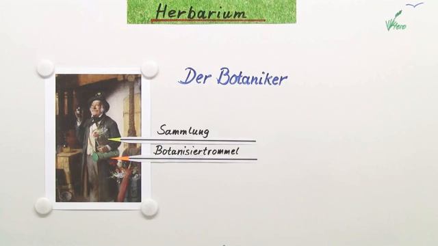 Das Herbarium | Biologie | Botanik