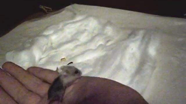 Мой Джунгарский хомячок
