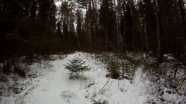 Черника в первом снеге