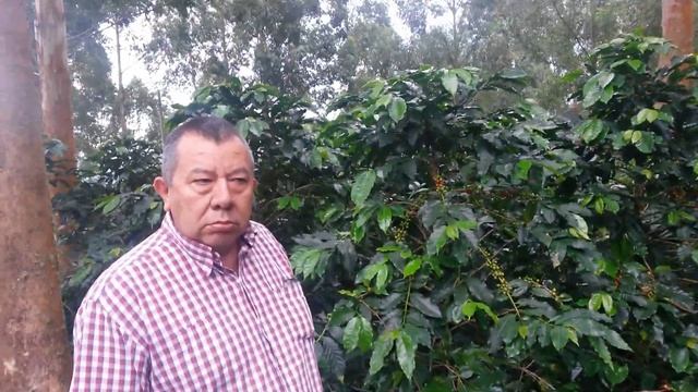 ¿Es el eucalipto tan malo cómo dicen?