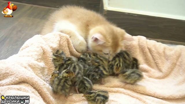 Утята и Цыплята - Кошки и котята (158) Хвостики да Усики ❣️🤗😂