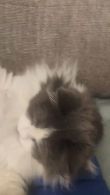 Сибирский котик проснулся