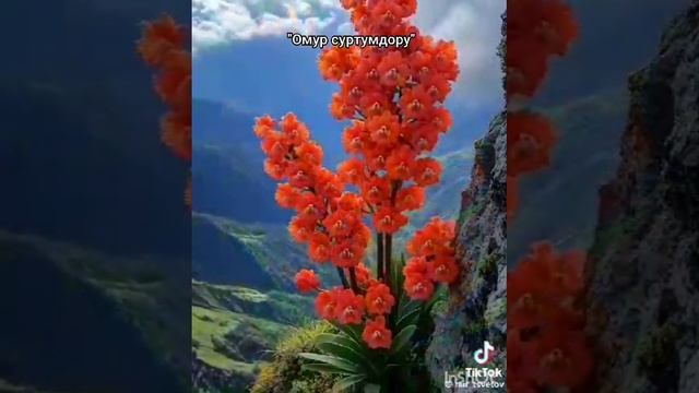 VID-20250217-WA0058.mp4