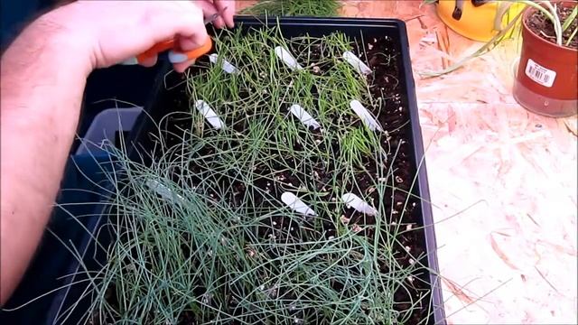 Trimming Onions
