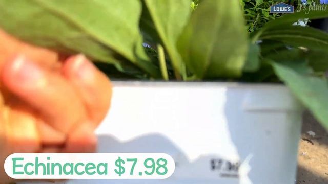 Plant Shopping/ Lowe's Garden Center Florida Zone 9b/ Plant Tour with Names Relaxing Music June 202