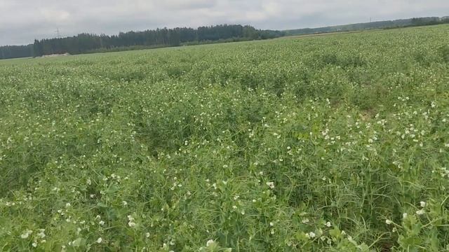 Мониторинг посевов Гороха от 10.07.2023 в ООО "Заветный Берег"