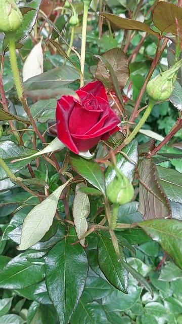 Red rosa