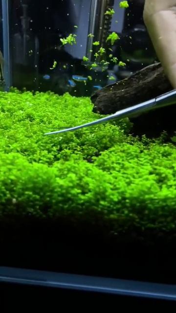satisfying cutting aquarium grass ❤️✂️😀 #trending #fish #aquarium #aquascape #satisfying