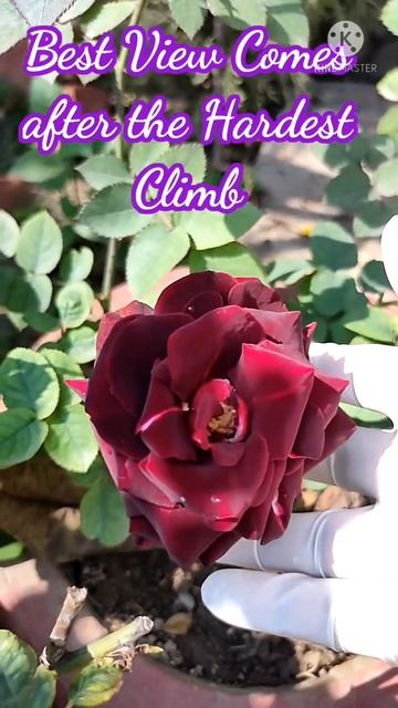 Rare Black Rose #shorts #shortsfeed #garden #plants #redrose #blackrose #status #statusvideo #viral