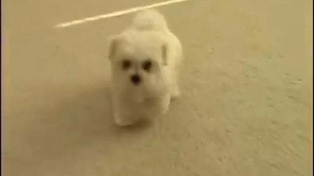 Beba Maltezer laje