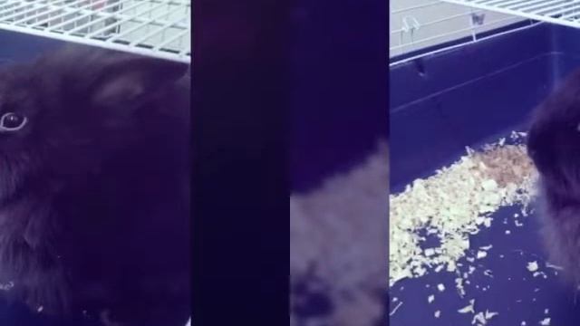 Мой кролик