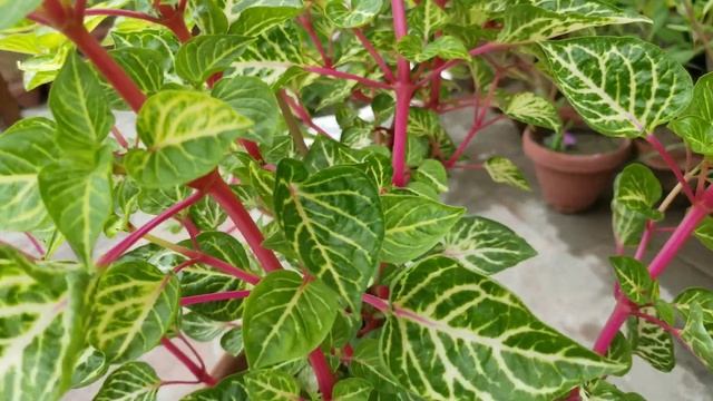 #Iresine Herbstii Aureoreticulata healthy growth plus Fertilizer Tips my Garden | Bloodleaf Plant