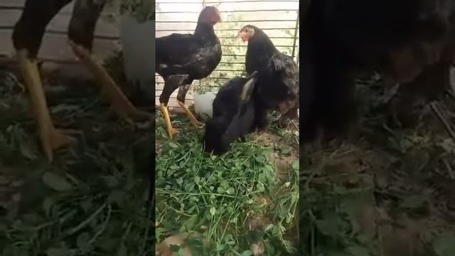 куён ва товук бир уйда .кролик и курица в месте