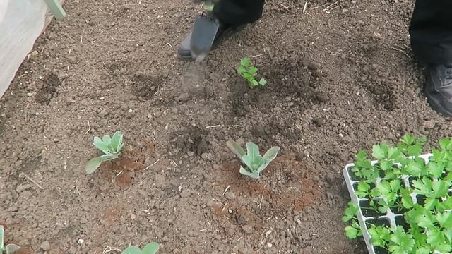 Planting Leeks And Celeriac With Short Crop Update.