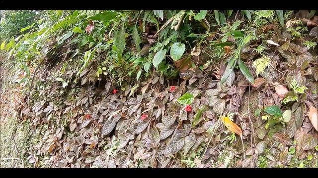 Episcia Cupreata