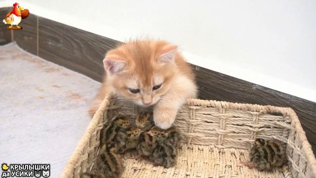 Утята и Цыплята - Кошки и котята (160) Хвостики да Усики ❣️🤗😂