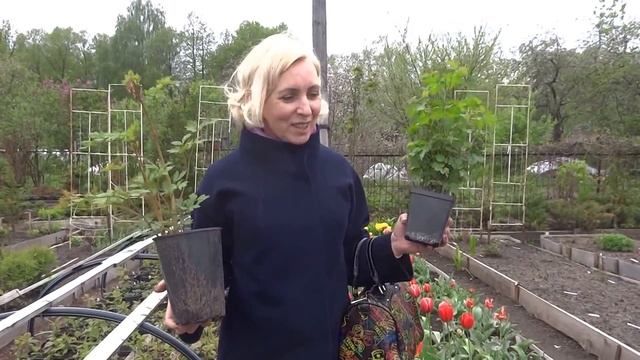 Отзыв постоянного покупателя о питомнике (Елена Валентиновна). Май 2015