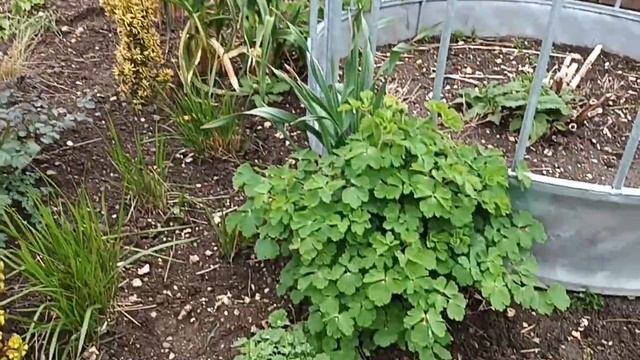 Grasses and Perennials in the borders
