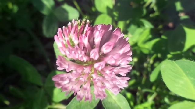 Astino Valley: Red Clover (Trifolium pratense)