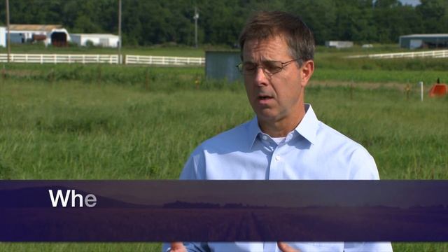 Feeding Livestock Sprouted Wheat (7/17/21)