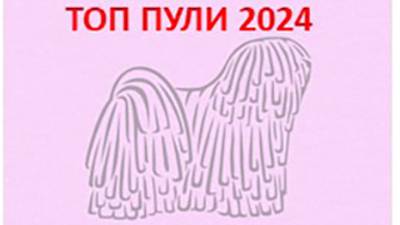 Сравнение Лучшего кобеля и Лучшей суки