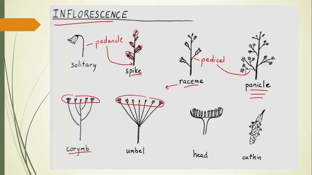 Flower & fruit morphology