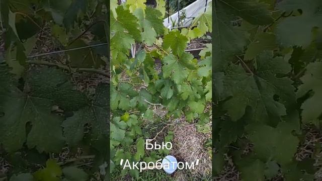 Антракноз на винограде