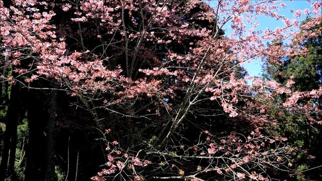 Canon EOS-5D Mark III Sample #1 (Sakura Rain)