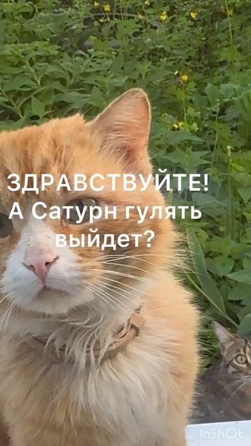 ALEKSEY ZIMIREV, WL.
Вятка любимая, как наши маленькие друзья котейки дружат и приходят в гости.