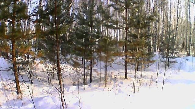 Очередная прогулка по зимнему лесу