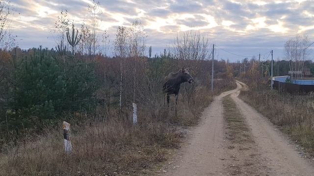 Волжская Дубрава