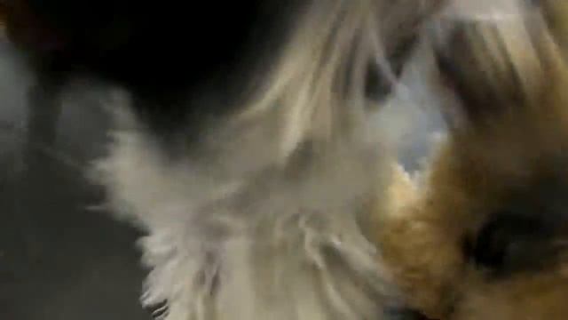 TPSB Daycare #8   Calypso &
