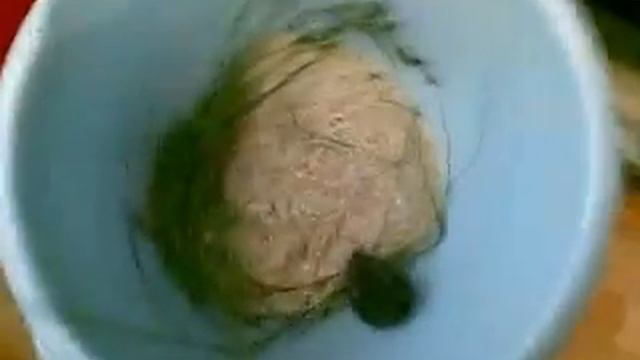 скоростной хомяк