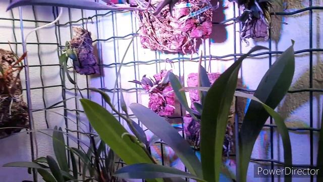 My orchid growing set up in the living room; Growing orchids at home #orchids