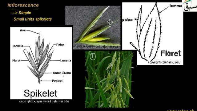 Poaceae, Biology Lecture | Sabaq.pk