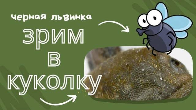 Куколка львинки крупным планом.