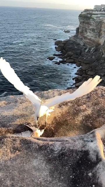 🦜 Пустельга против Какаду