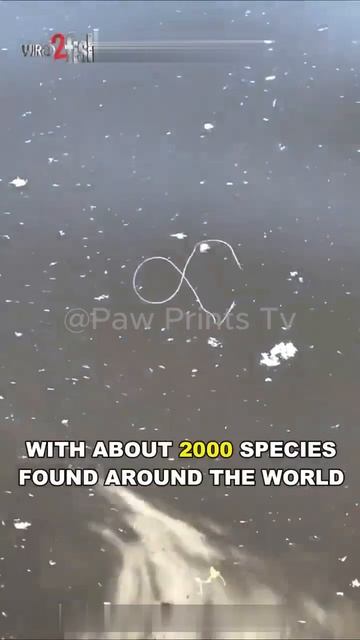 Mind Controlling Parasitic Worm