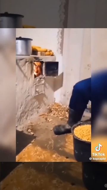 кот самоубийца.