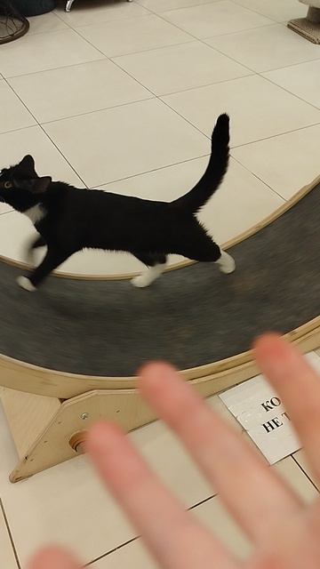 мягко лапка 🐱