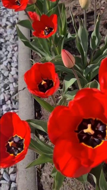 Beautiful Spring Flowers #collectionspringflowers #ilovemygarden